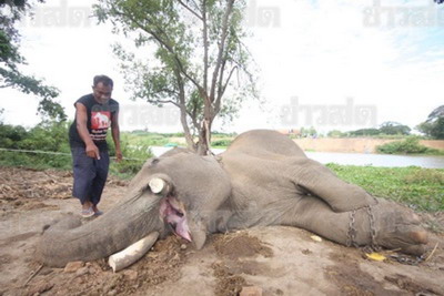 สุดสลด โจรวางยาฆ่าช้าง-ตัดงา วันพระใหญ่ 