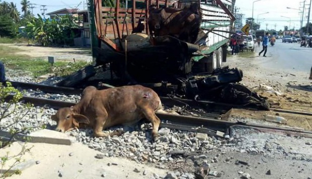 รถบรรทุกวัวซิ่งตัดหน้าฝ่าสัญญาณชนกับขบวนรถไฟที่เพชรบุรี