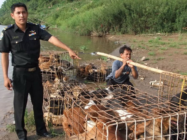 ยึดสุนัข เกือบ 600 ตัว-เตรียมข้าม โขง ส่งขายเปิปพิสดาร