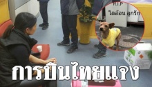การบินไทย ชี้แจงกรณียิงหมาตาคาสนามบิน