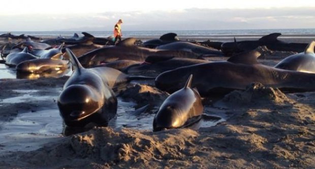 นิวซีแลนด์จำใจฆ่าวาฬ33ตัวเกยตื้น