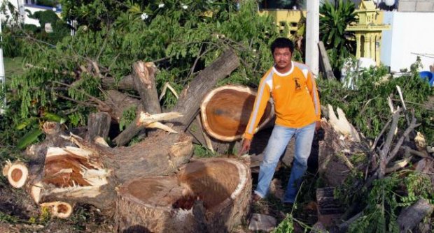 ต้นจามจุรีเจ้าที่เฮี้ยนโค่นล้มทับคนงานเสียชีวิตขณะใช้เลื่อยยนต์ตัด