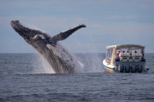 ช็อตเด็ด!! วาฬหลังค่อมพุ่งขึ้นเหนือน้ำ เฉียดเรือนักท่องเที่ยว
