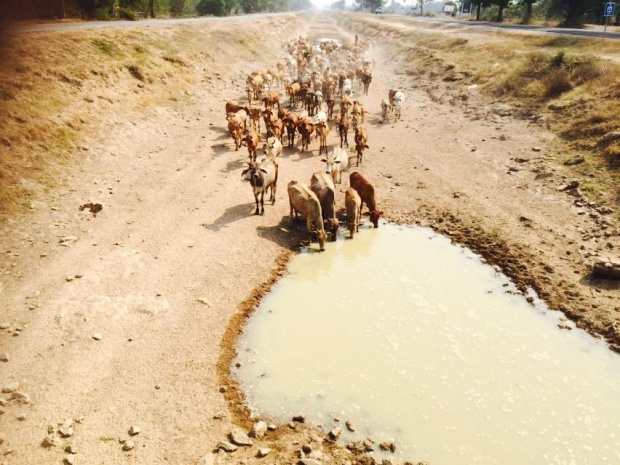 ที่นี่เมืองไทย!!ฝูงวัว 200 ตัว วิ่งลืมตายเข้าหาแหล่งน้ำ