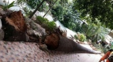 เศร้าสลด!! ต้นไม้ล้มทับ เด็กนร. ดับ 1 ในรร. หลังลมกระโชกแรง เมืองพัทลุง
