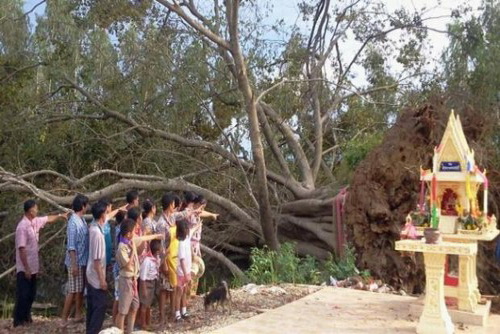 น้ำท่วมขังทำต้นไทรอายุกว่า200ปีโค่น