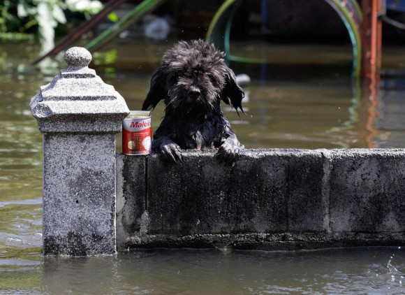 สื่อนอกแพร่ภาพชุด “Thailand Floods Pass Their Peak”