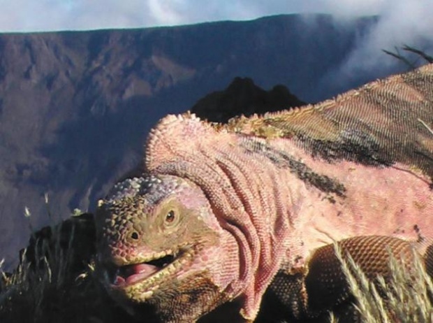 “ภูเขาไฟวูล์ฟ” บนหมู่เกาะกาลาปาโกสระเบิดครั้งแรกในรอบ 30 ปี –หวั่นคุกคาม “อีกัวนา” พันธุ์หายาก