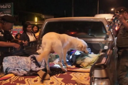 โปลิศสุรินทร์สนธิกำลังตั้งด่านตรวจพบฉี่ม่วงอื้อ