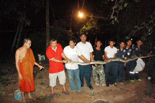 หลวงพี่เผ่นจีวรบิน หนีตายงูหลามยักษ์