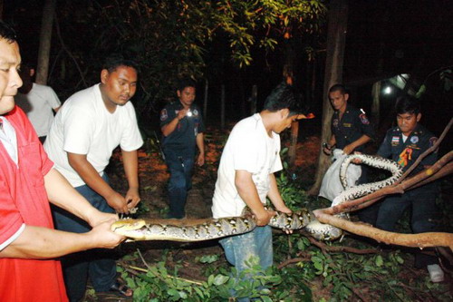 หลวงพี่เผ่นจีวรบิน หนีตายงูหลามยักษ์