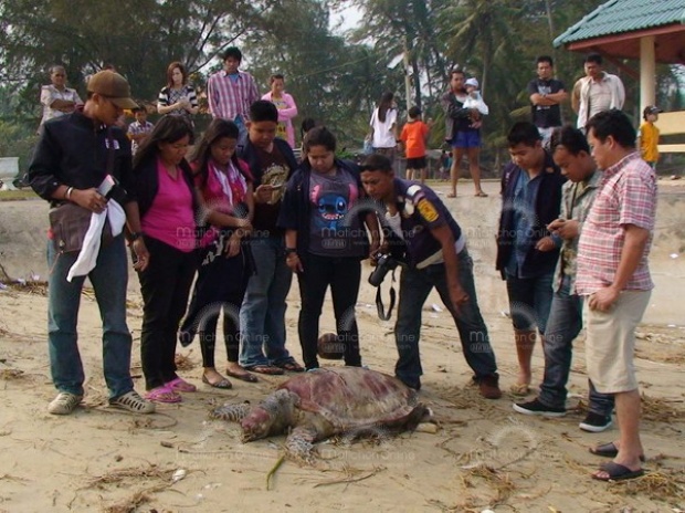 สลด! เต่าทะเลยักษ์ ถูกยิงตาย เกยหาดแหลมสน ชุมพร 