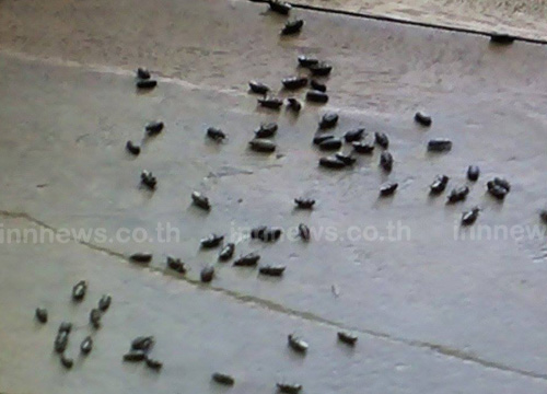 แมลงนับล้านบุกยึดบ้านที่ปราจีนบุรี-เจ้าของหนี