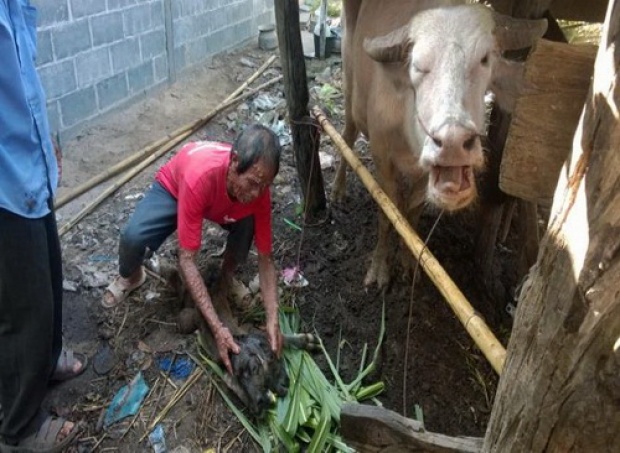 พิสดารควายตกลูก 2 หัว 4 ขา 3 หู 4 ตา