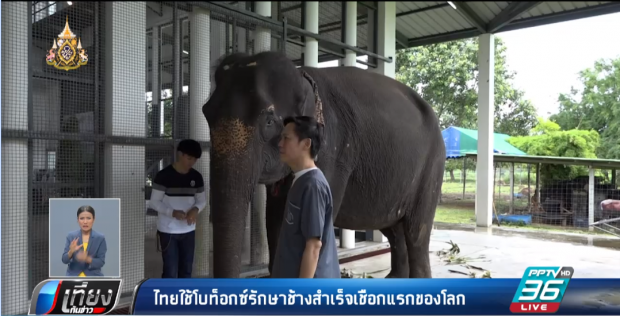 สัตว์แพทย์ไทยสุดเจ๋ง! “ใช้โบท๊อกซ์รักษาช้าง” หวังห่างไกล “อาการขากรรไกรแข็ง”