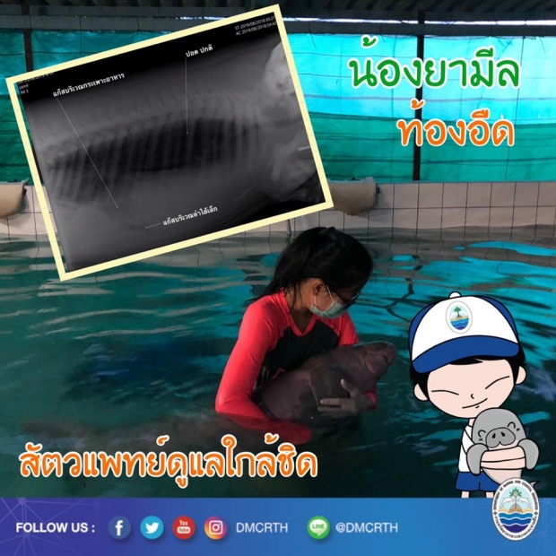 สัตวแพทย์ ตรวจพบ น้องยามีล ท้องอืด ต้องดูแลอย่างใกล้ชิด