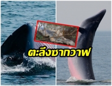 วาฬบรูด้า เกยตื้นตายอีก 1 ตัวใกล้ป้อมพระจุลฯ