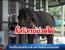 สัตว์แพทย์ไทยสุดเจ๋ง! “ใช้โบท๊อกซ์รักษาช้าง” หวังห่างไกล “อาการขากรรไกรแข็ง”