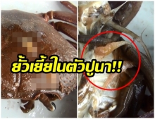  ขนลุก! พบปลิง-ปรสิตขยับกระดึ๊บๆเต็มตัว ปูนา