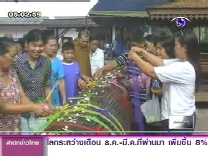 เชียงใหม่พบต้นตะเคียนยักษ์ฝังทรายลำน้ำแม่ขาน คาดอายุกว่า 800 ปี