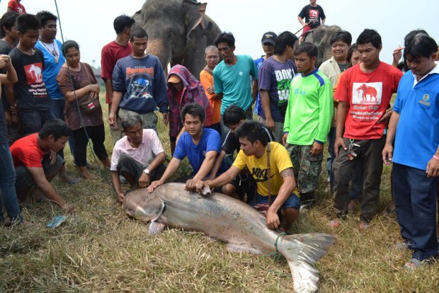 กรุเก่าแตกตื่นปลาบึกยักษ์ดึงเรือทั้งลำ