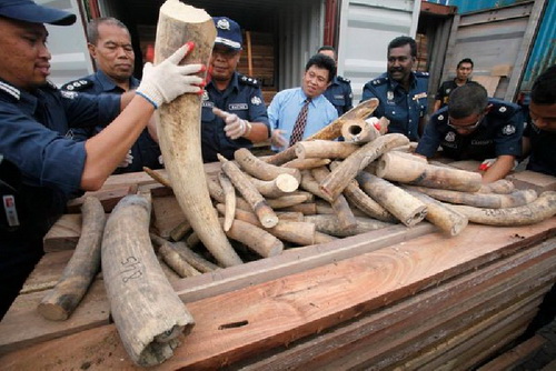 ทำไม..ประเทศไทยต้องหยุดค้างาช้าง