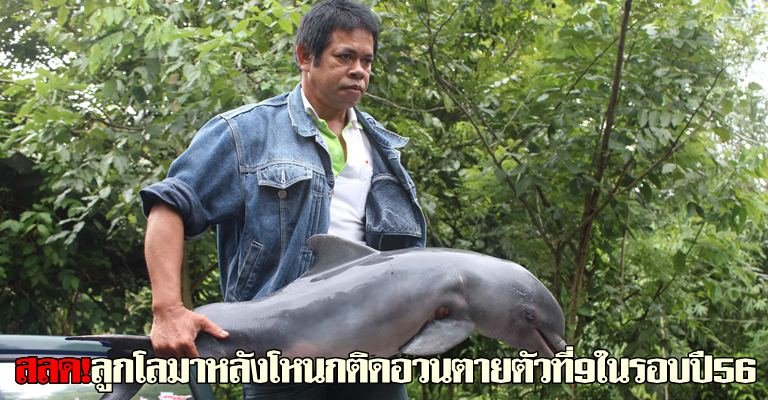 สลด!ลูกโลมาหลังโหนกติดอวนตายตัวที่9ในรอบปี56