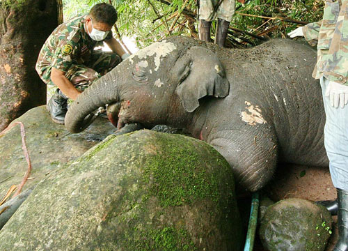 ลูกช้างป่าภูหลวง พลัดตกน้ำตกตาย