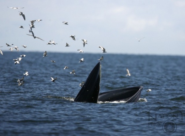 ททท.ชูจุดขาย ชมวาฬบรูด้า ดึงนักท่องเที่ยวเข้าพื้นที่