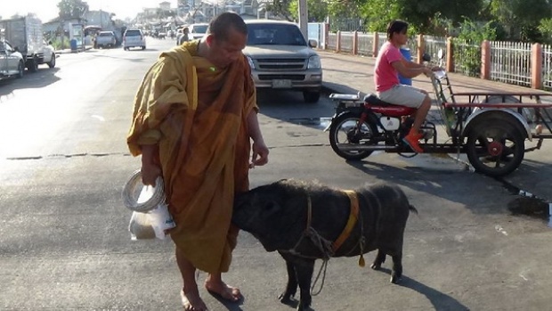 แสนรู้! เจ้าฤทธิ์ หมูป่าตามพระบิณฑบาตข้ามจังหวัด 