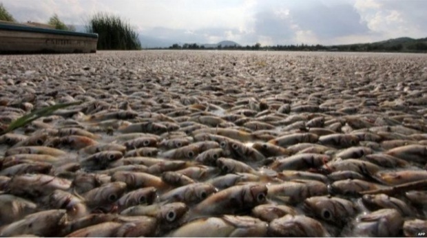ปลาตายเกลื่อนทะเลสาบแม็กซิโก เหม็นฟุ้งไปทั่ว