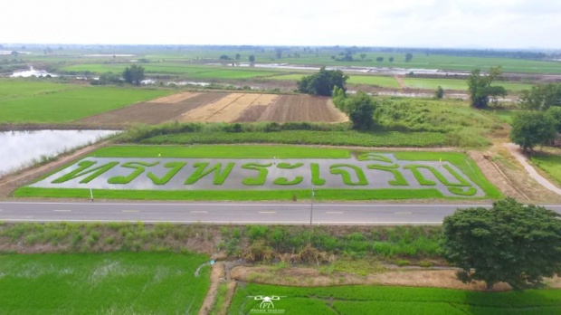 สวยงามมาก ๆ ภาพมุมสูงแปลงนา ถวายพระพร ทรงพระเจริญ