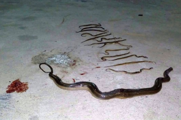 ขนลุก!! หนุ่มเผยเพื่อป้องกันตัว ลูกงู 13ตัวถูกตีตาย หลังบุกล้างแค้นให้แม่