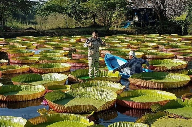 คนแห่ชมบัวกระด้งยักษ์ ใหญ่ขนาดคนขึ้นไปยืนได้เลย