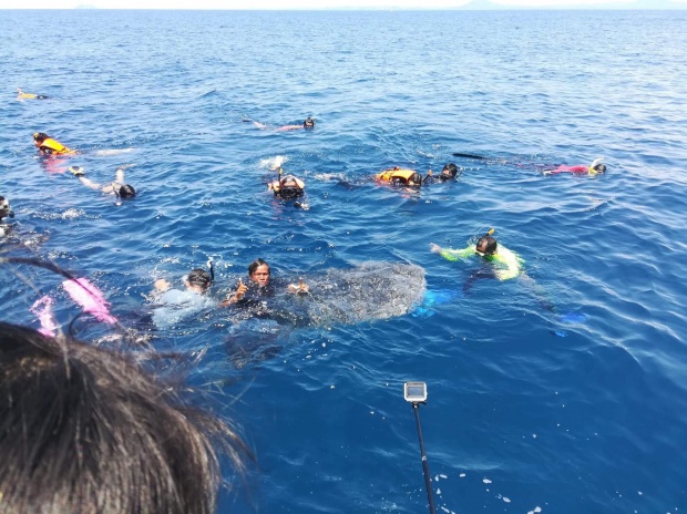 เตือนนักท่องเที่ยวอย่าเข้าใกล้ฉลามวาฬ ห่วงอันตรายชี้ไม่มีฉลามใจดีอย่าคิดไปเอง