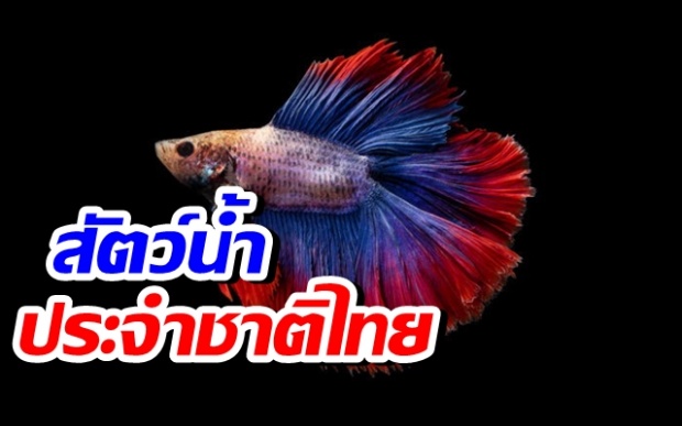  รมว.เกษตร เสนอ ‘ปลากัด’ เป็นสัตว์น้ำประจำชาติไทย