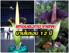 งดงามสมการรอคอย “ดอกซากศพ” บานแล้วที่สวนนงนุชพัทยา