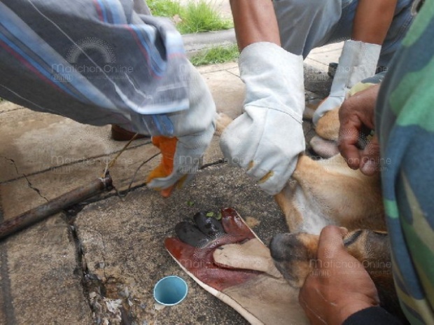 พลเมืองดีช่วยลูกสุนัขร้องครวญปากติดเบ็ดตกปลา พลาดถูกกัดจมเขี้ยว