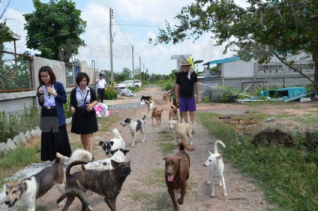 หนุ่มอังกฤษ-เมียคนไทย ใจบุญเลี้ยงหมา-แมวกว่า 200 ชีวิต 