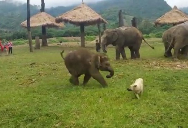 คลิปลูกช้างเพื่อนซี้สุนัข วิ่งเล่นกันอย่างน่ารัก 