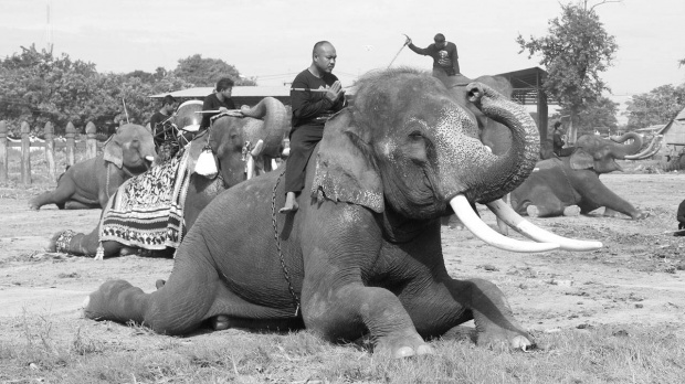 วังช้าง อยุธยา เตรียมนำช้าง 10 เชือก เข้าแสดงความอาลัยพระบรมศพ