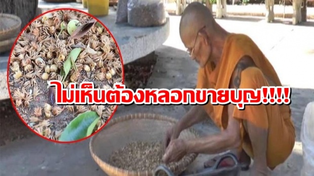 ไม่เห็นต้องหลอกขายบุญ!!!!! “หลวงตา” ลพบุรี เก็บดอกพิกุลที่ร่วงในวัด ขายนำเงินเข้าวัดปีละหลายแสนบาท