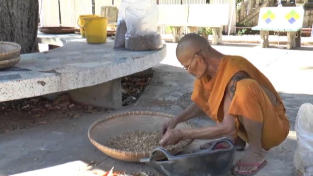 ไม่เห็นต้องหลอกขายบุญ!!!!! “หลวงตา” ลพบุรี เก็บดอกพิกุลที่ร่วงในวัด ขายนำเงินเข้าวัดปีละหลายแสนบาท