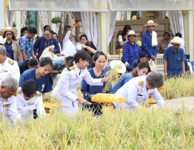 คุณใหม่ สิริกิติยา ร่วมเกี่ยวข้าวแปลงนาข้าวเลข 9 พิธีบวงสรวงรื้อถอนพระเมรุมาศ