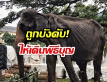 ชาวเน็ตเศร้าช้างศรีลังกาถูกบังคับร่วมขบวนพิธีบุญร่างกายซูบผอม