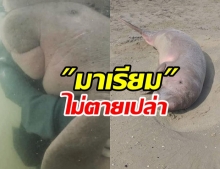 เตรียมนำซาก ”พะยูนมาเรียม” สตาฟไว้เพื่อศึกษา