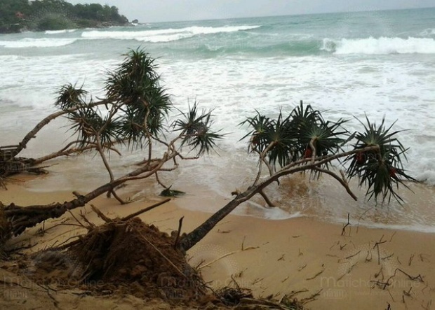 ′คลื่น-ลม′กระหน่ำชายหาดภูเก็ต ต้นไม้ล้ม ขุดรากถอนโคน′