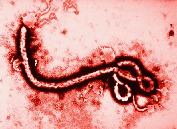 เตือนอย่าหลงเชื่อน้ำสมุนไพรรักษา “อีโบล่า” 