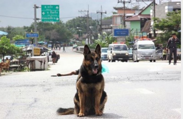 R.I.P  \"น้องกาแฟ\" ตูบผู้กล้า สุนัขดมทุ่นระเบิด สิ้นแล้ว !!