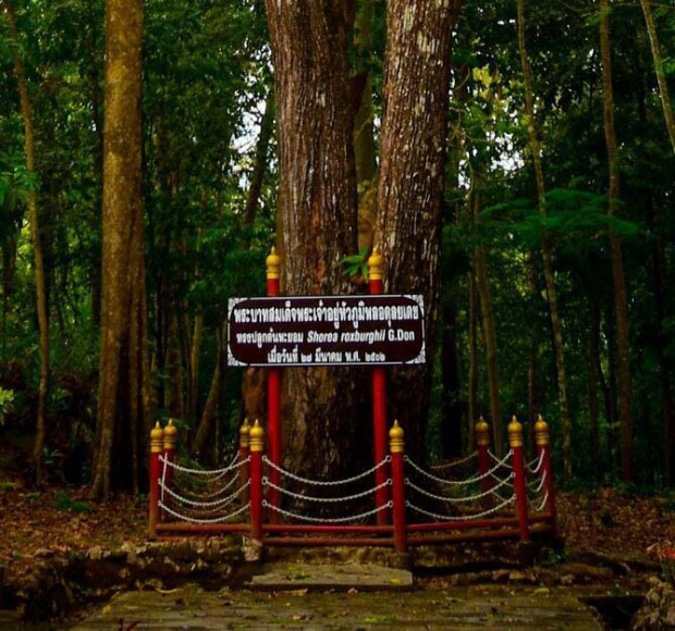 อุทยานทั่วประเทศ ล้อมรั้วใหม่ “ไม้ทรงปลูก30ต้น” เก็บเมล็ดขยายพันธุ์แจกประชาชน